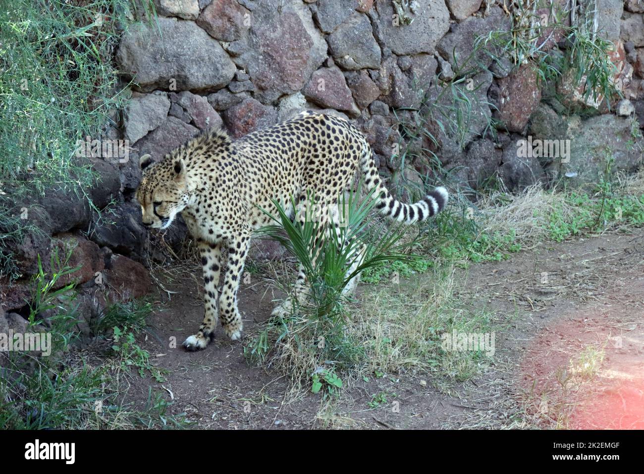 Gepard (Acinonyx jubatus) im Oasis Park Banque D'Images