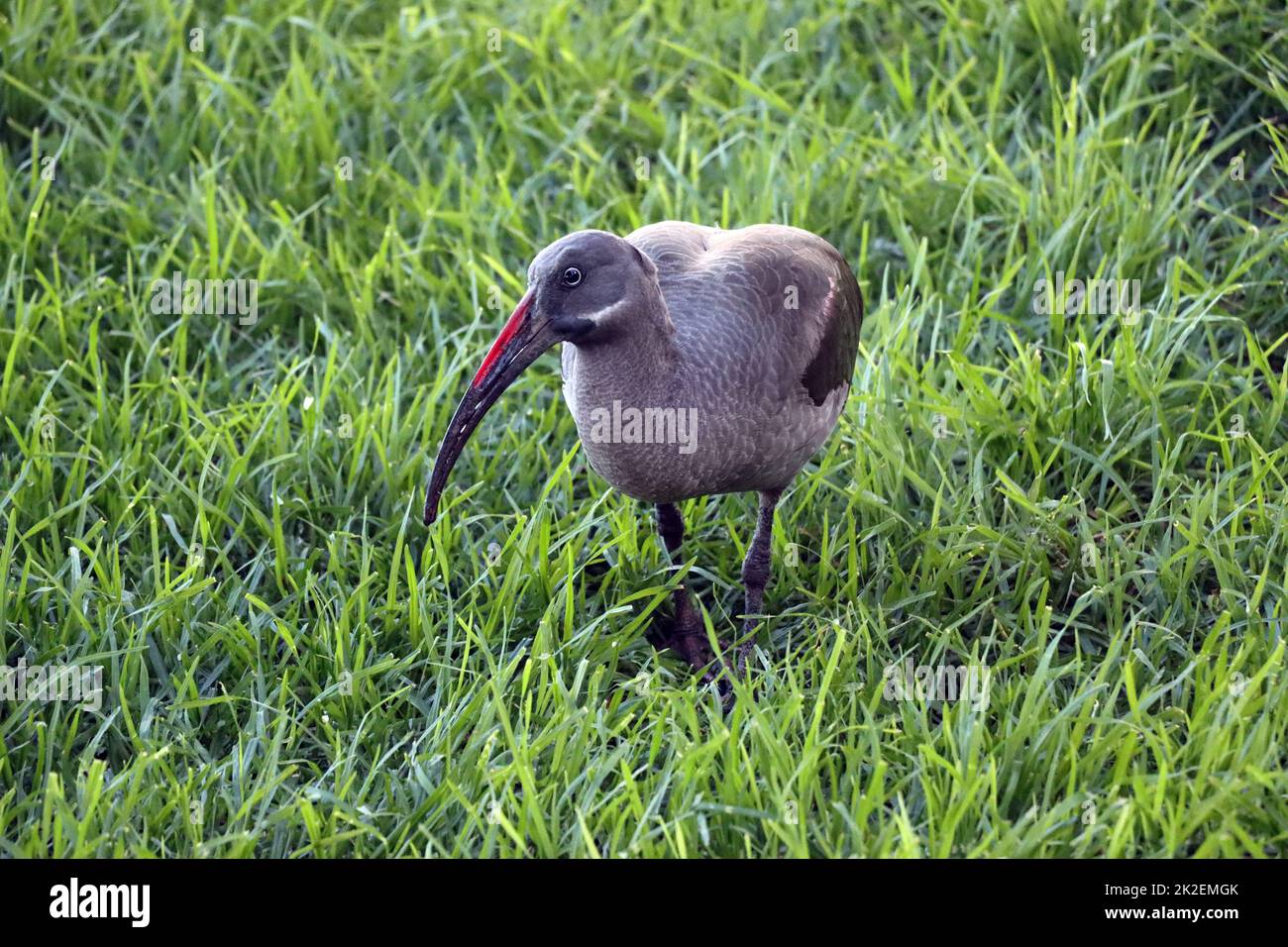 Hagedasch (Bostrychia hagedash) sucht auf einer Wiese nach Futter Banque D'Images