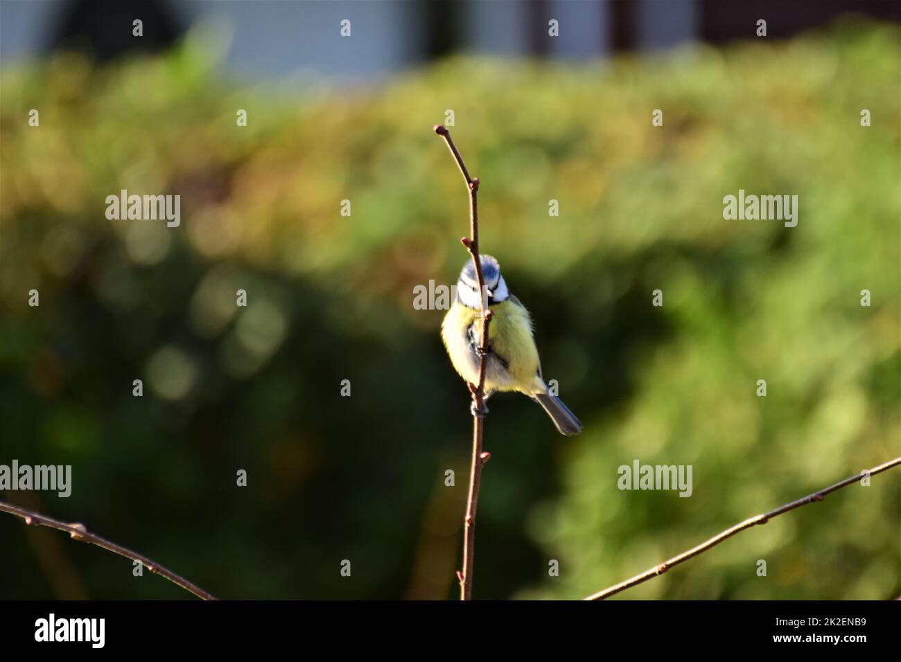 Bluetit à une branche devant une haie verte Banque D'Images