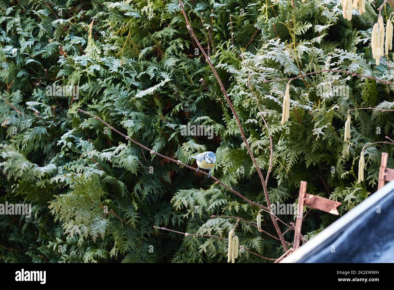 Bluetit à une branche devant une haie verte Banque D'Images