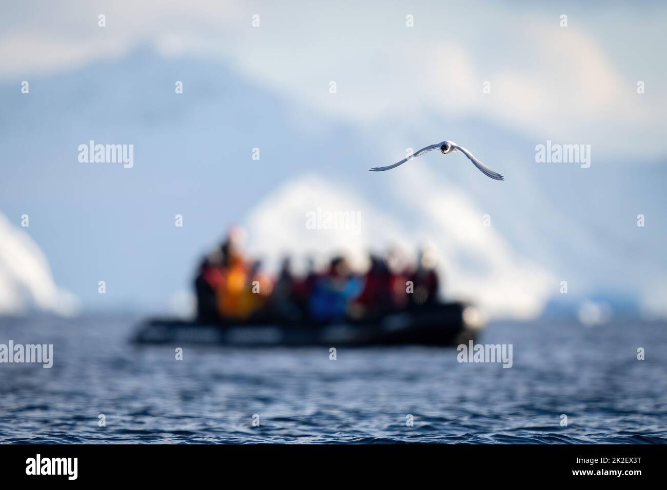 La sterne antarctique survole l'océan par bateau Banque D'Images