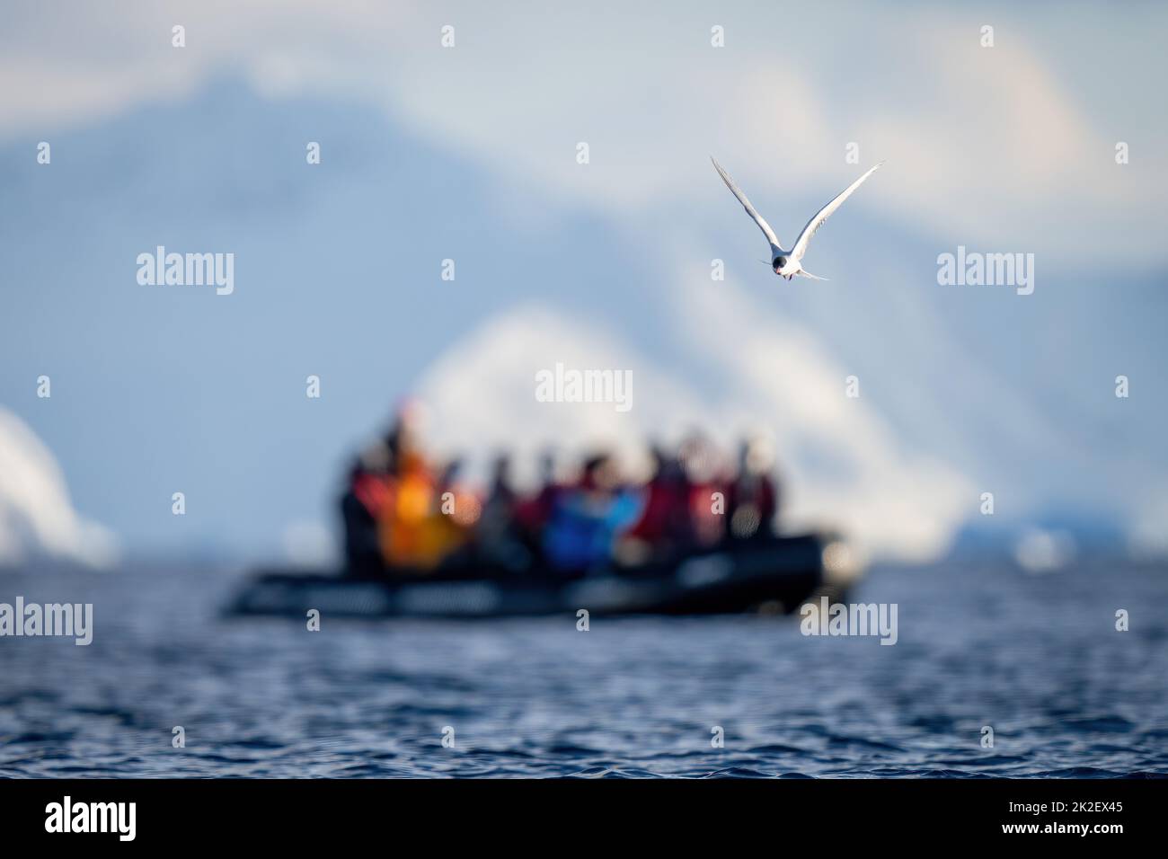 Le sterne antarctique vole au-dessus de l'océan à côté gonflable Banque D'Images
