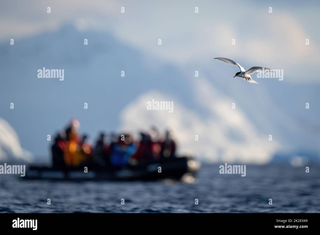 Le sterne antarctique vole au-dessus de l'océan près d'gonflable Banque D'Images
