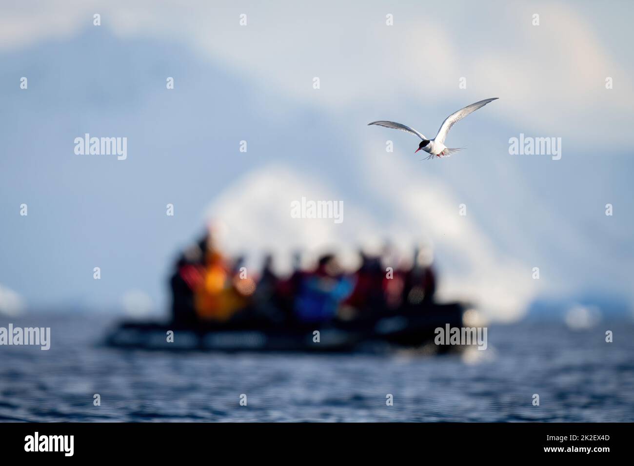 Le sterne antarctique vole sur l'océan par gonflable Banque D'Images