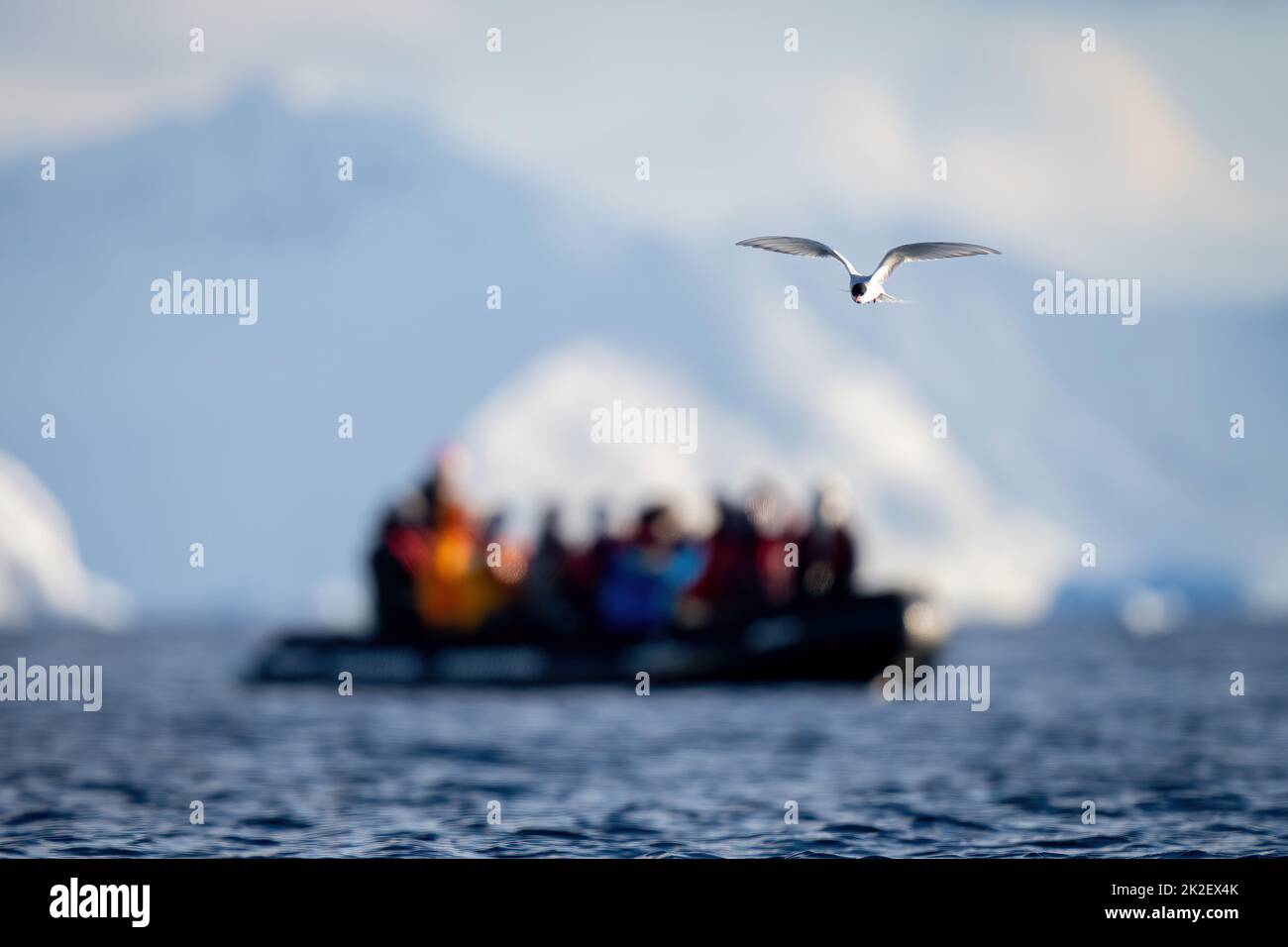 Le sterne antarctique vole au-dessus de la mer par gonflable Banque D'Images