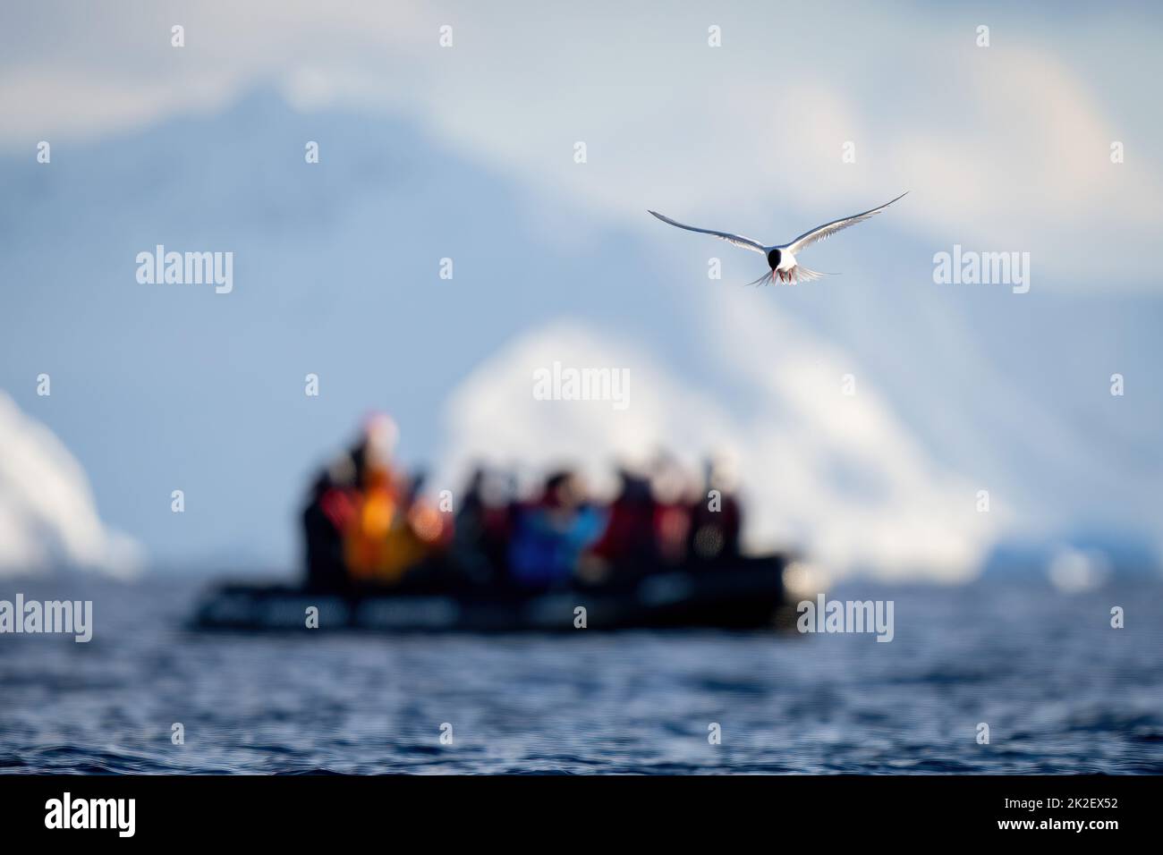 Le sterne antarctique vole au-dessus de la mer près gonflable Banque D'Images