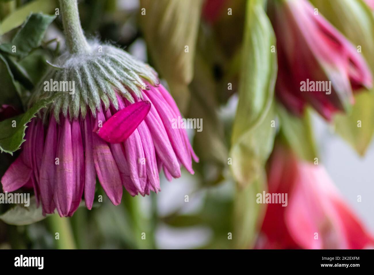 Les fleurs qui s'étirent dans des tons de lavande violet rouge montrent la fragilité de la vie et l'importance de l'être humain avec des fleurs mourantes accrochées à des pétales dans un vase à fleurs pourries en gros plan Banque D'Images