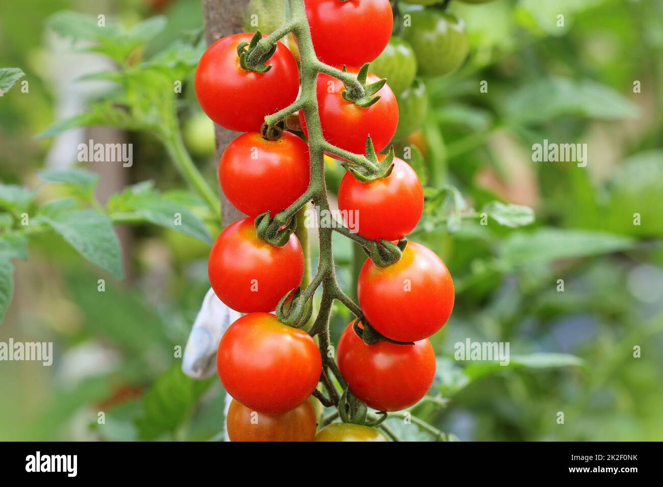 Cerise mûre les tomates biologiques en jardin prêt pour la récolte Banque D'Images