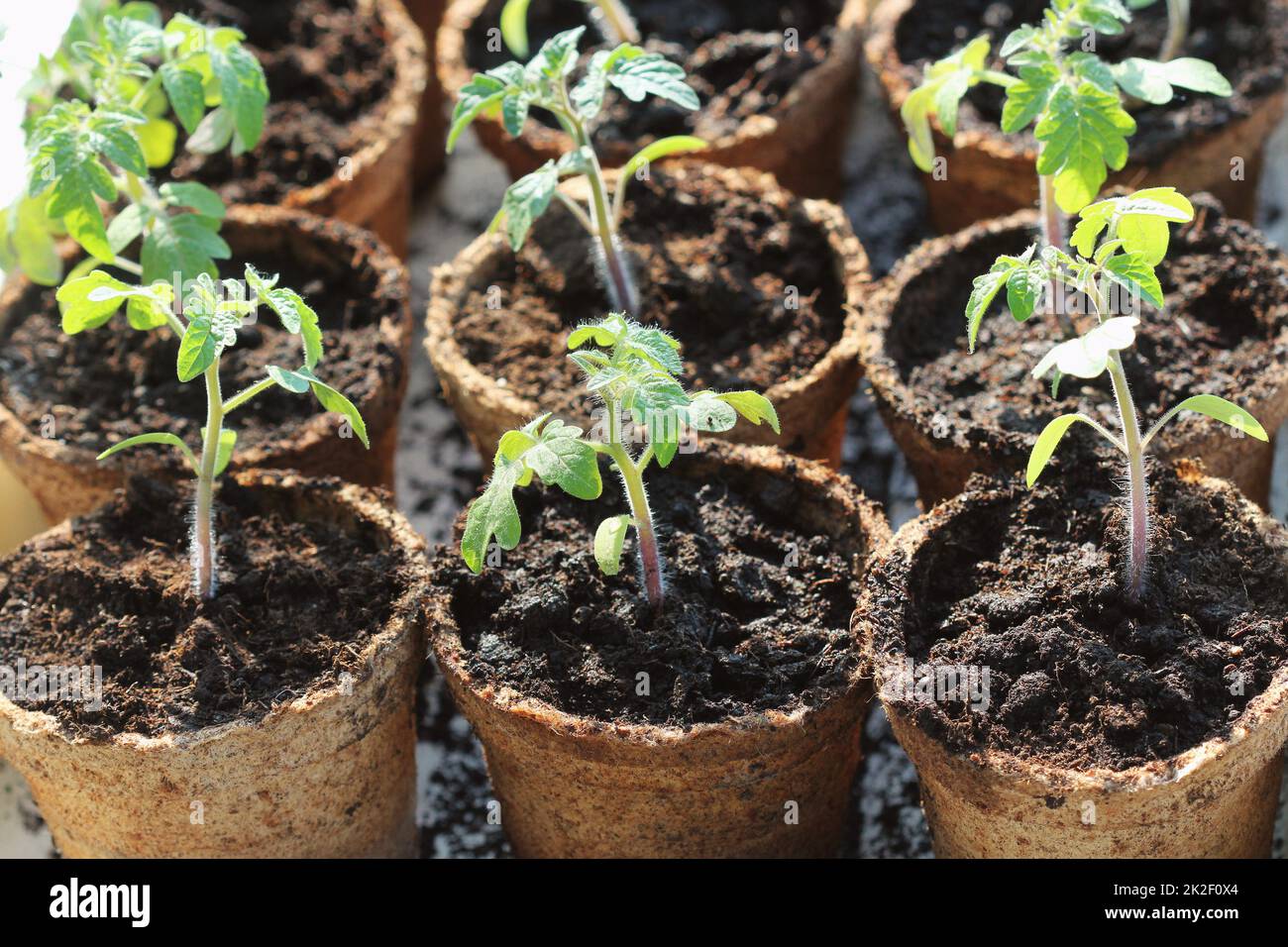 Les jeunes pousses des plantules de tomate dans le pots de tourbe. Concept de jardinage. Banque D'Images