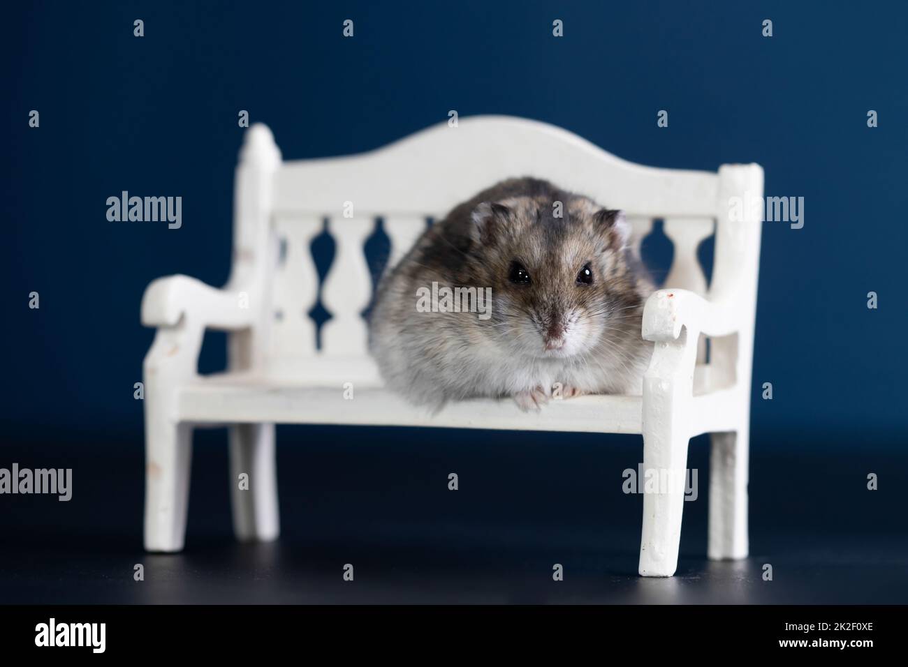 Joli hamster pour animaux sur un banc Banque D'Images