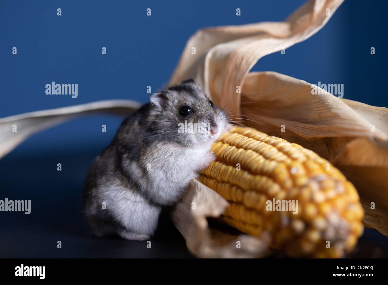 Joli hamster pour animaux avec maïs Banque D'Images