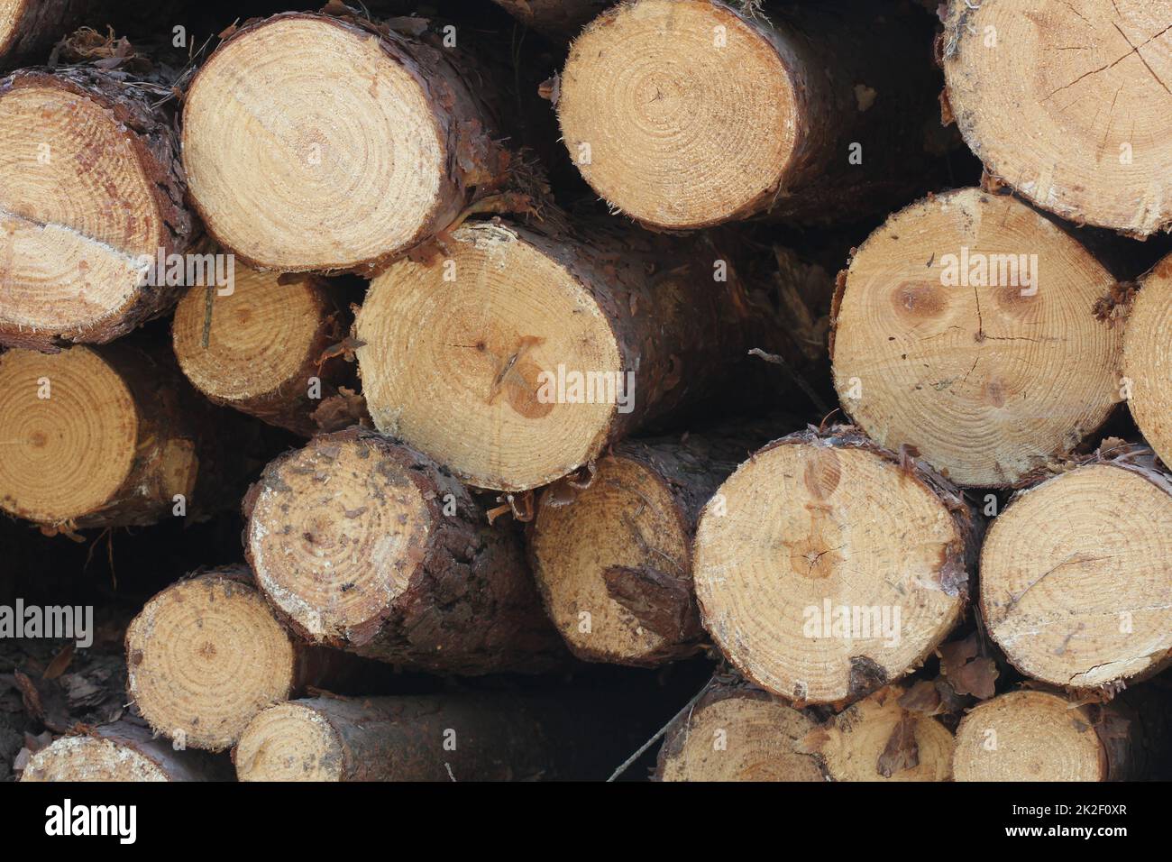 Bois de pin dans la forêt, empilé dans une pile sur le côté de la route. Des bûches fraîchement coupées empilées les unes sur les autres dans un tas. Banque D'Images