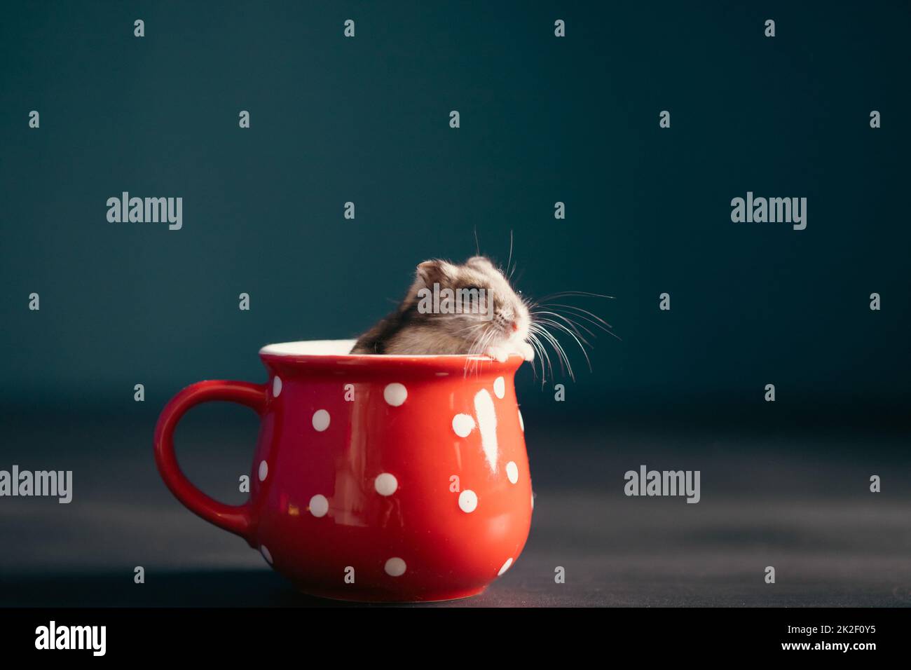 Joli hamster pour animaux dans une tasse rouge Banque D'Images