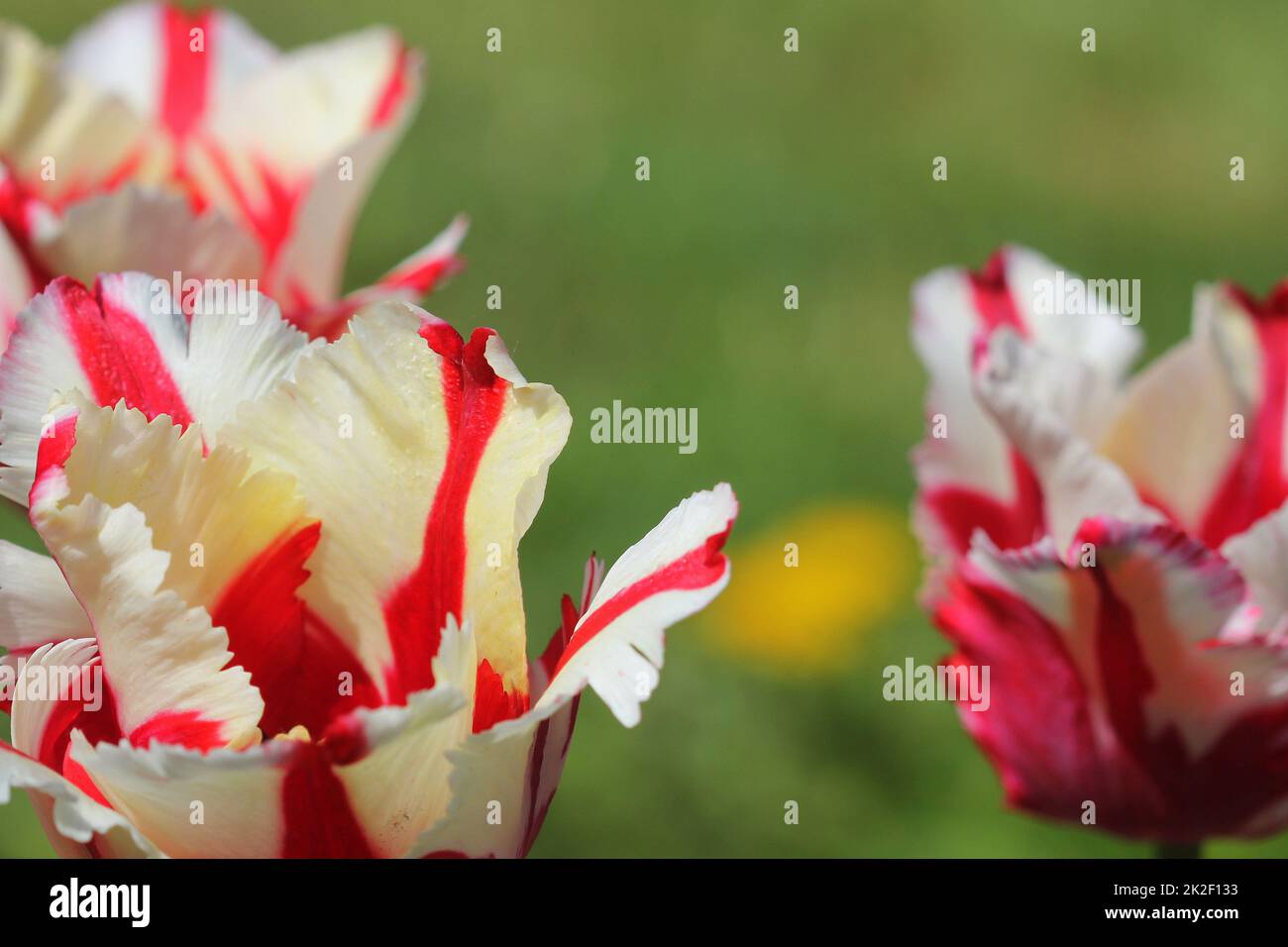 Tulipe blanche avec rayures délicates rouge. La beauté de la nature dans le jardin. Banque D'Images