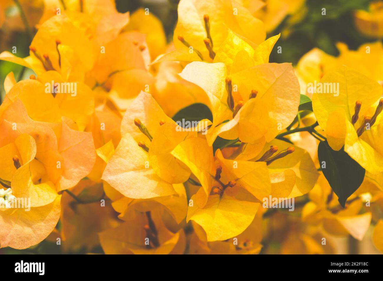 Moelleux jaune Bougainvillea vignes ornementales fleur plein cadre. Fond floral Banque D'Images