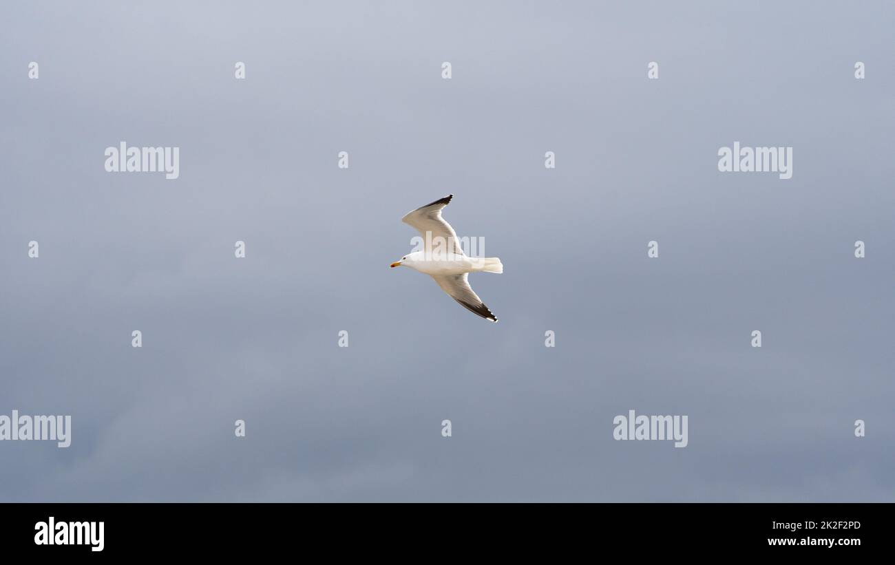 Mouette en vol Banque D'Images