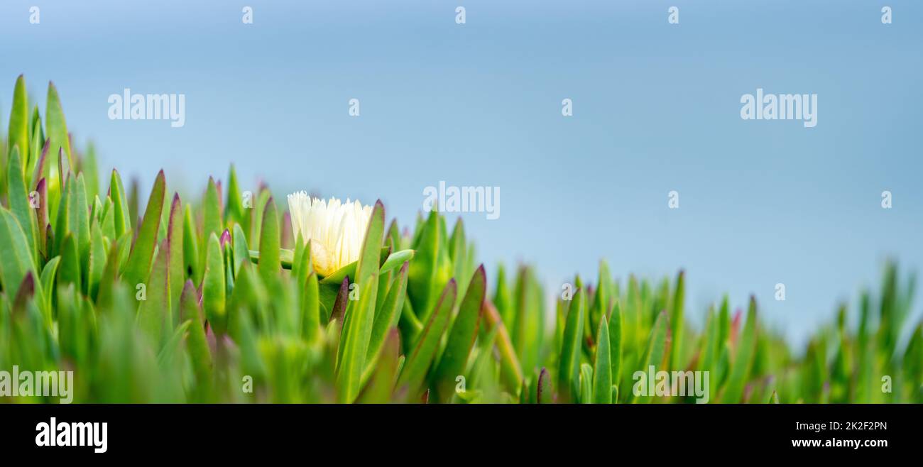 Green grass on blue sky Banque D'Images