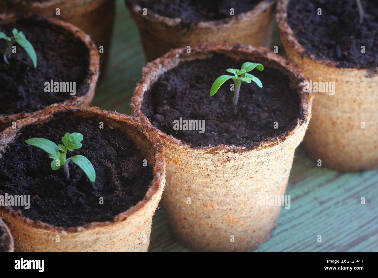 Les jeunes pousses des plantules de tomate dans le pots de tourbe. Concept de jardinage. Banque D'Images