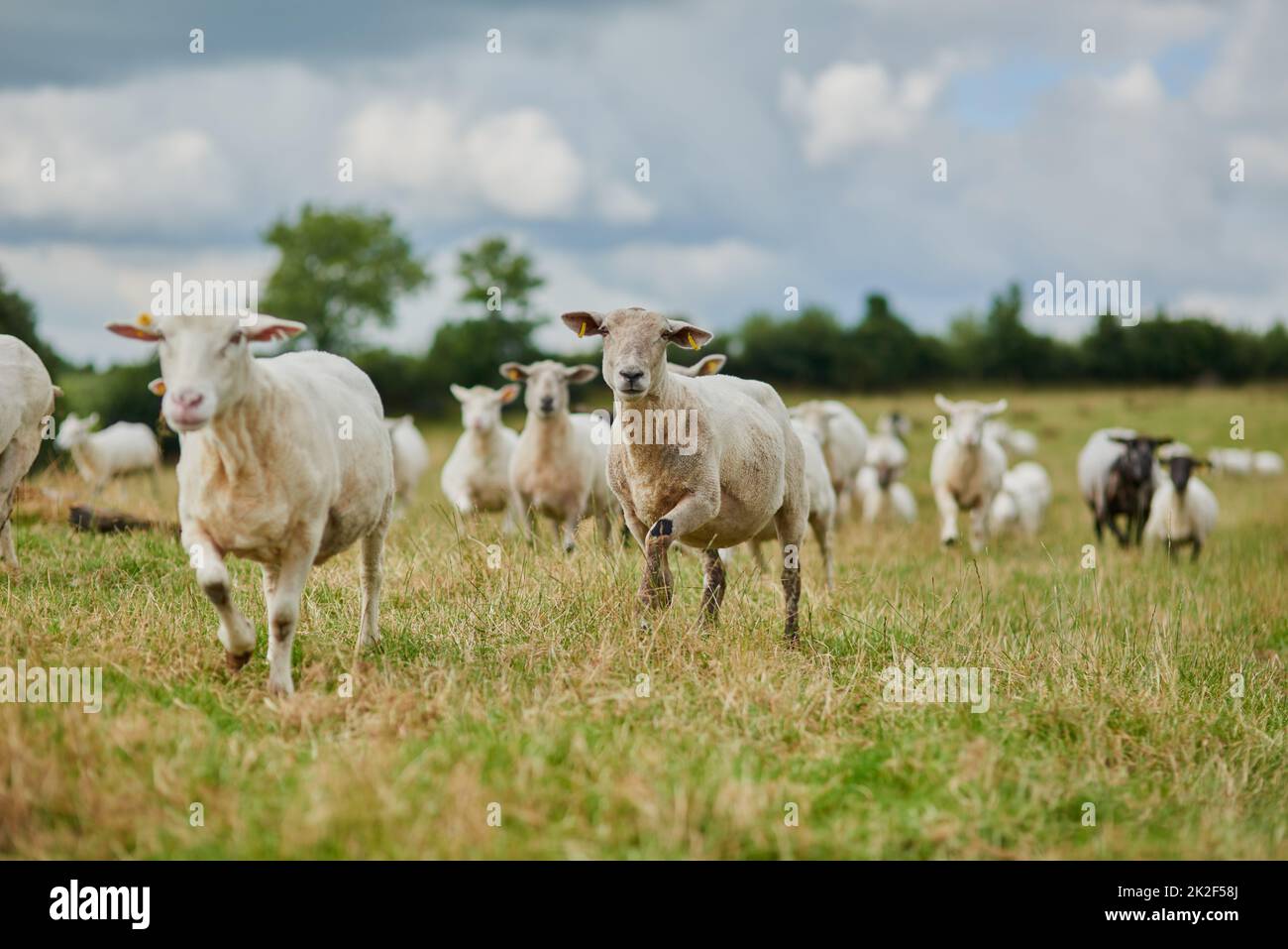 La dernière, il y a un œuf pourri. Prise de vue d'un troupeau de moutons qui court rapidement dans une direction à l'extérieur d'une ferme. Banque D'Images