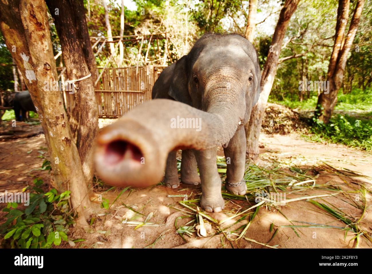 Éléphant thaïlandais captif atteignant. Un jeune éléphant se rapprochant de la caméra avec son tronc. Banque D'Images