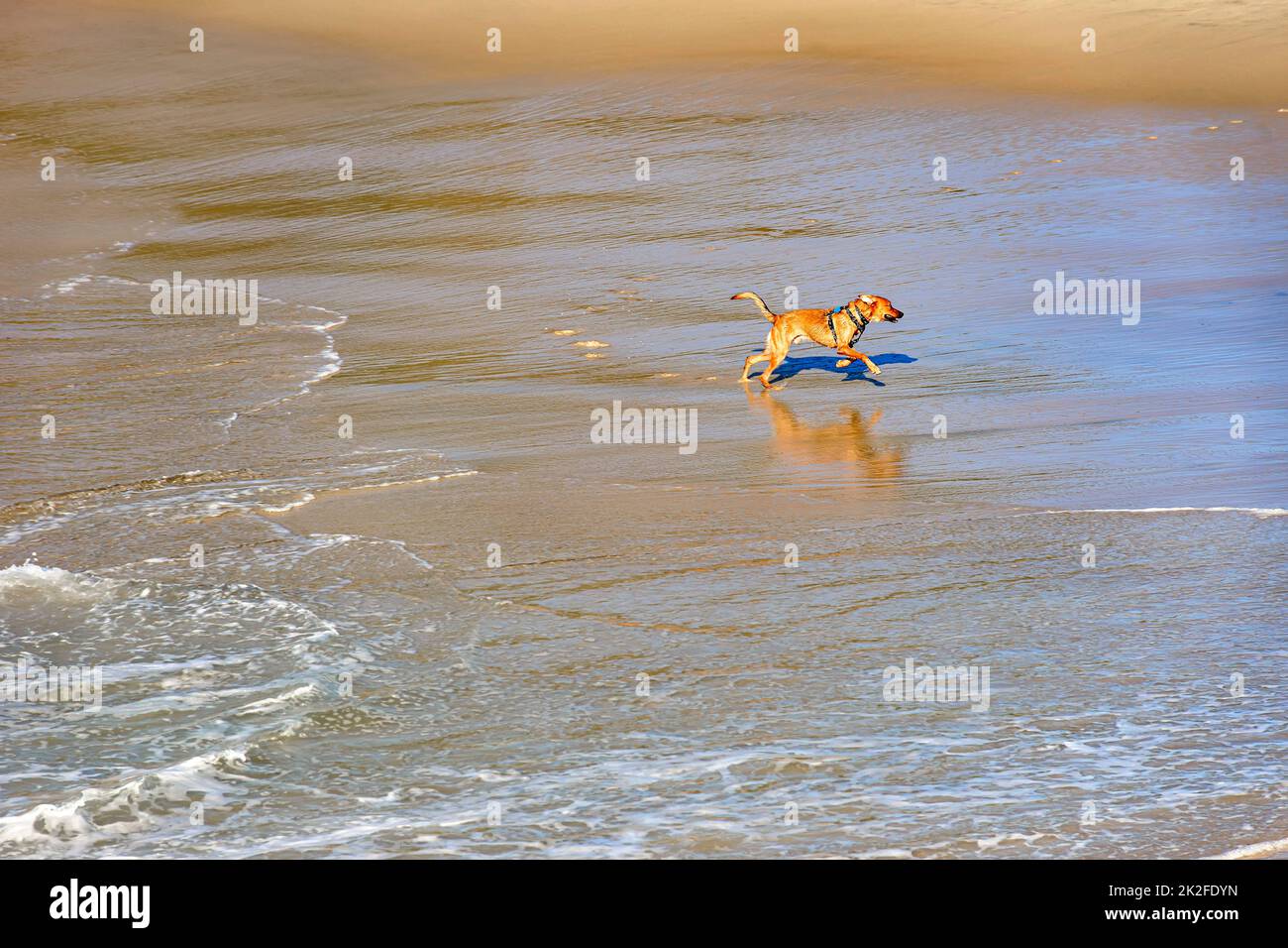 Chiens courant et jouant sur l'eau de la plage le matin Banque D'Images