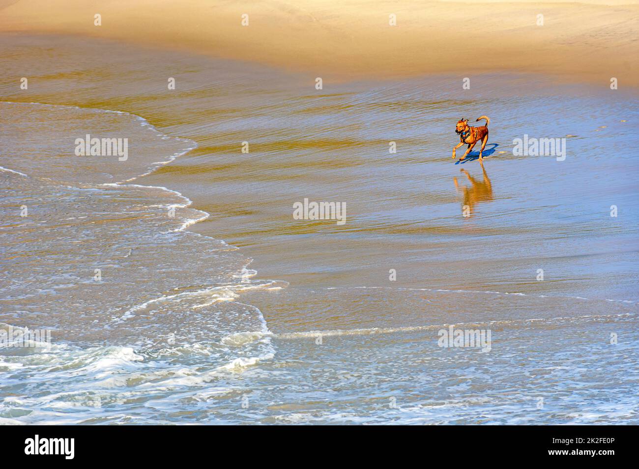 Chien courant et jouant dans le sable et l'eau de la plage le matin Banque D'Images