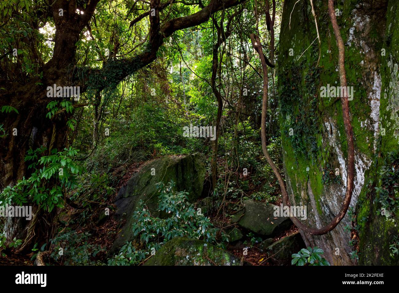 L'intérieur de la forêt tropicale atlantique Banque D'Images