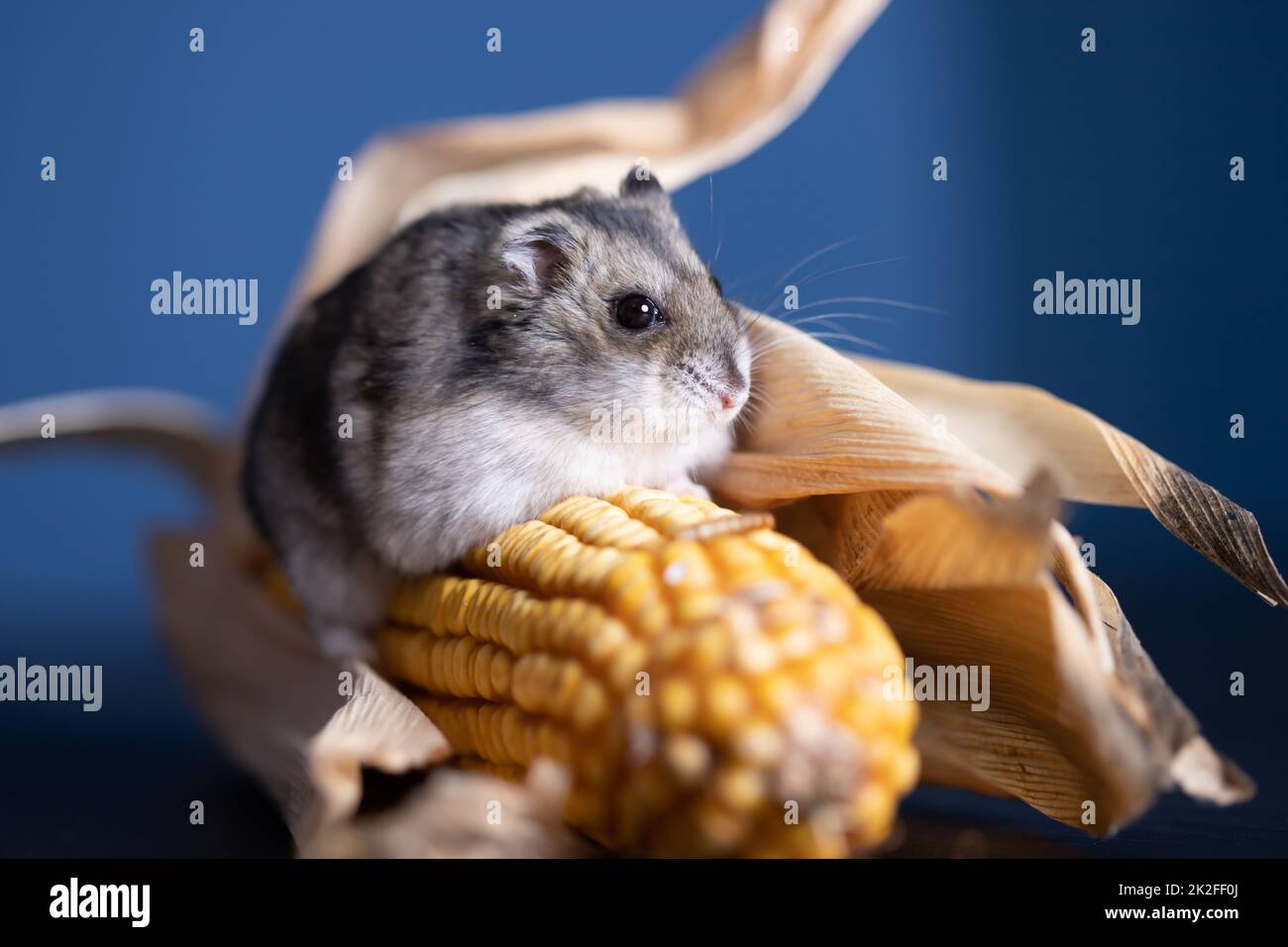 Joli hamster pour animaux avec maïs Banque D'Images