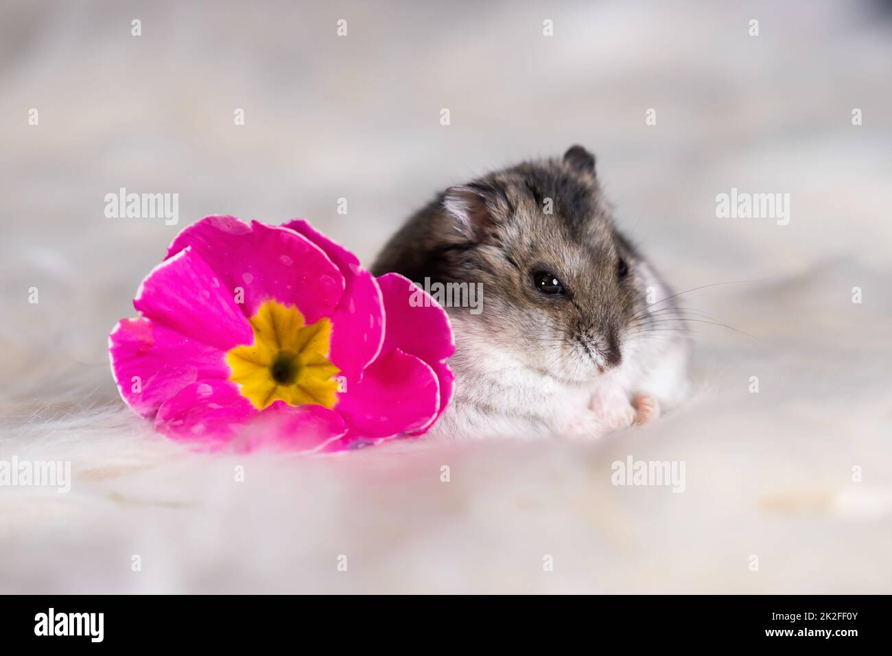 Studio photo de joli hamster avec fleurs Banque D'Images