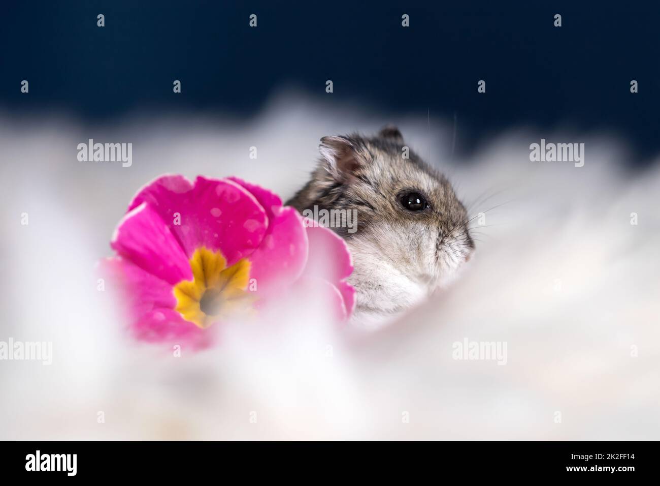 Studio photo de joli hamster avec fleurs Banque D'Images