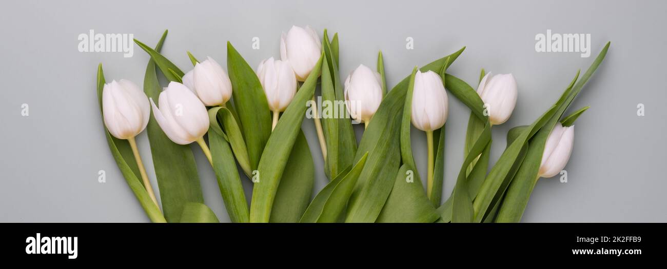 Banderole de printemps avec tulipes blanches. Banque D'Images