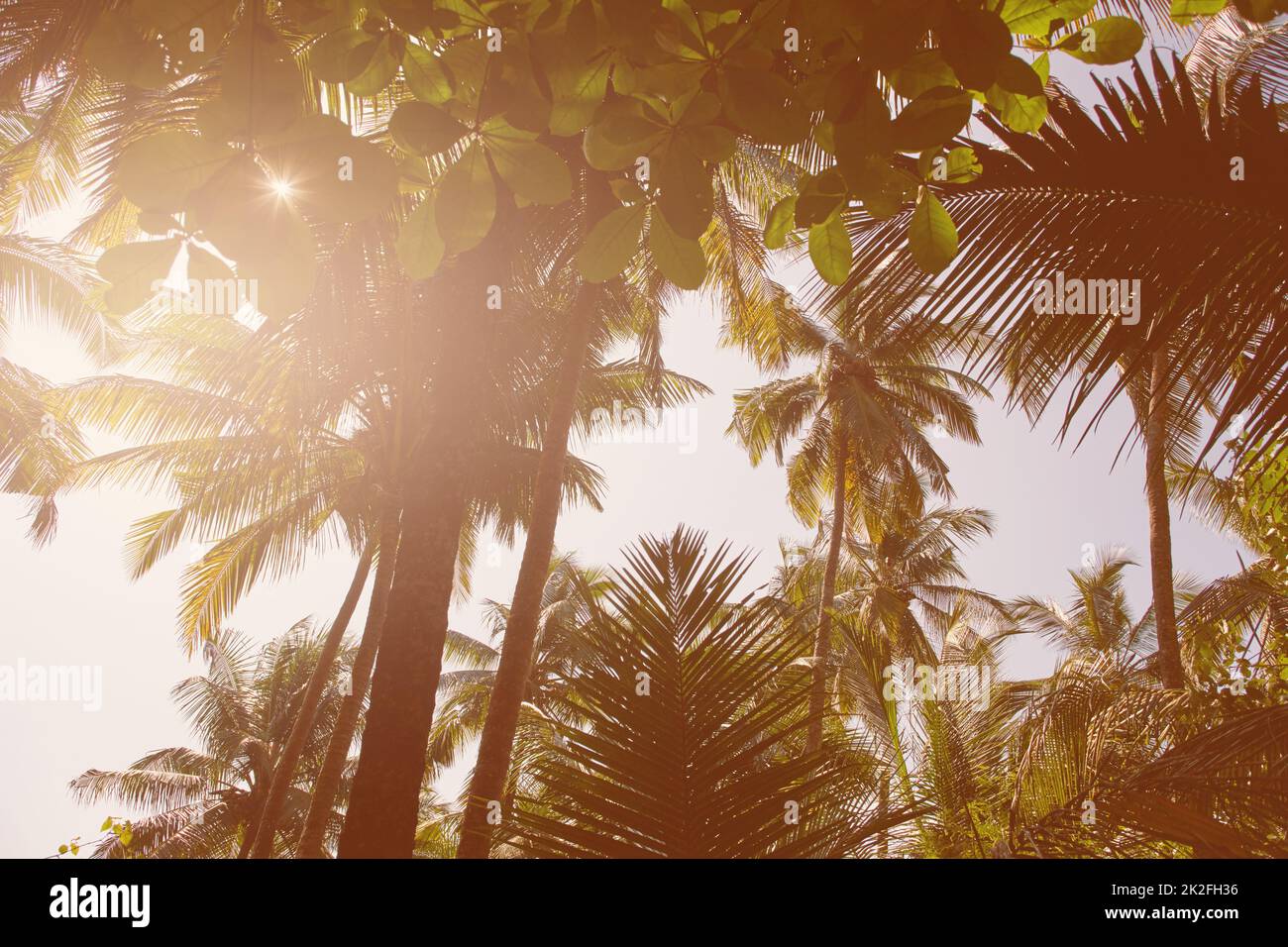 Île rêvant. Image de style rétro d'un éclat de soleil qui coule à travers le sommet des arbres de palmiers tropicaux. Banque D'Images