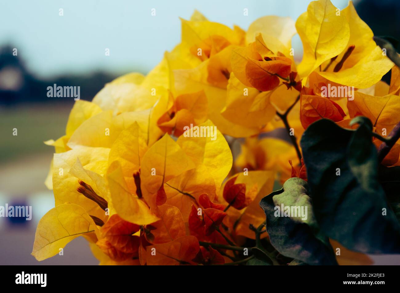 Bougainvillea fleur jaune coloré vigne ornementale ferme-clôture. Vue à angle élevé. Isolée des feuilles vertes. Arrière-plan de la nature Banque D'Images