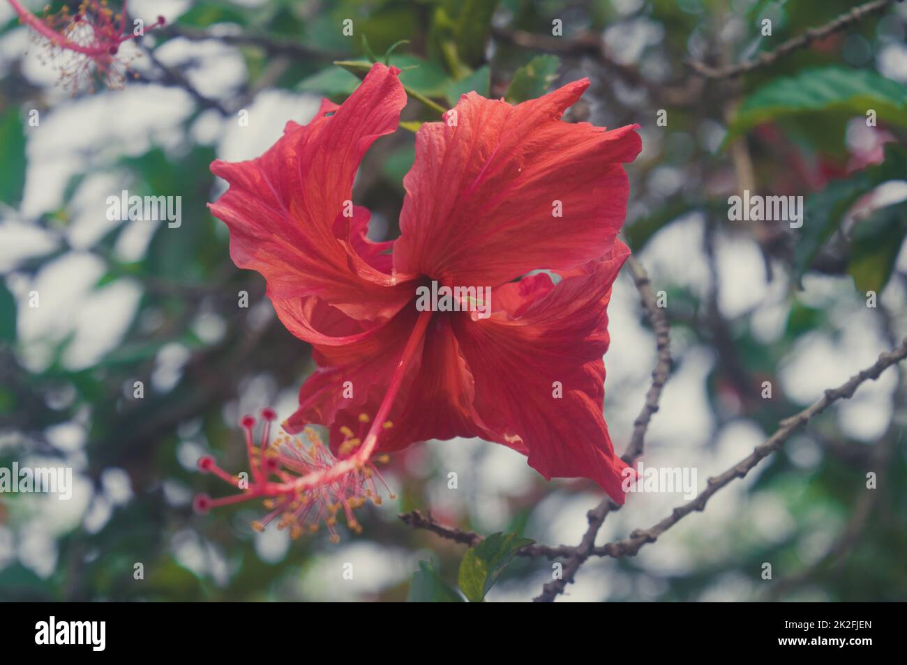 Siam Garden Red Hibiscus Flower ou China rose Plant Gudhal Jaba gros plan. Illuminé par la lumière du soleil isolée du fond vert des feuilles. Banque D'Images