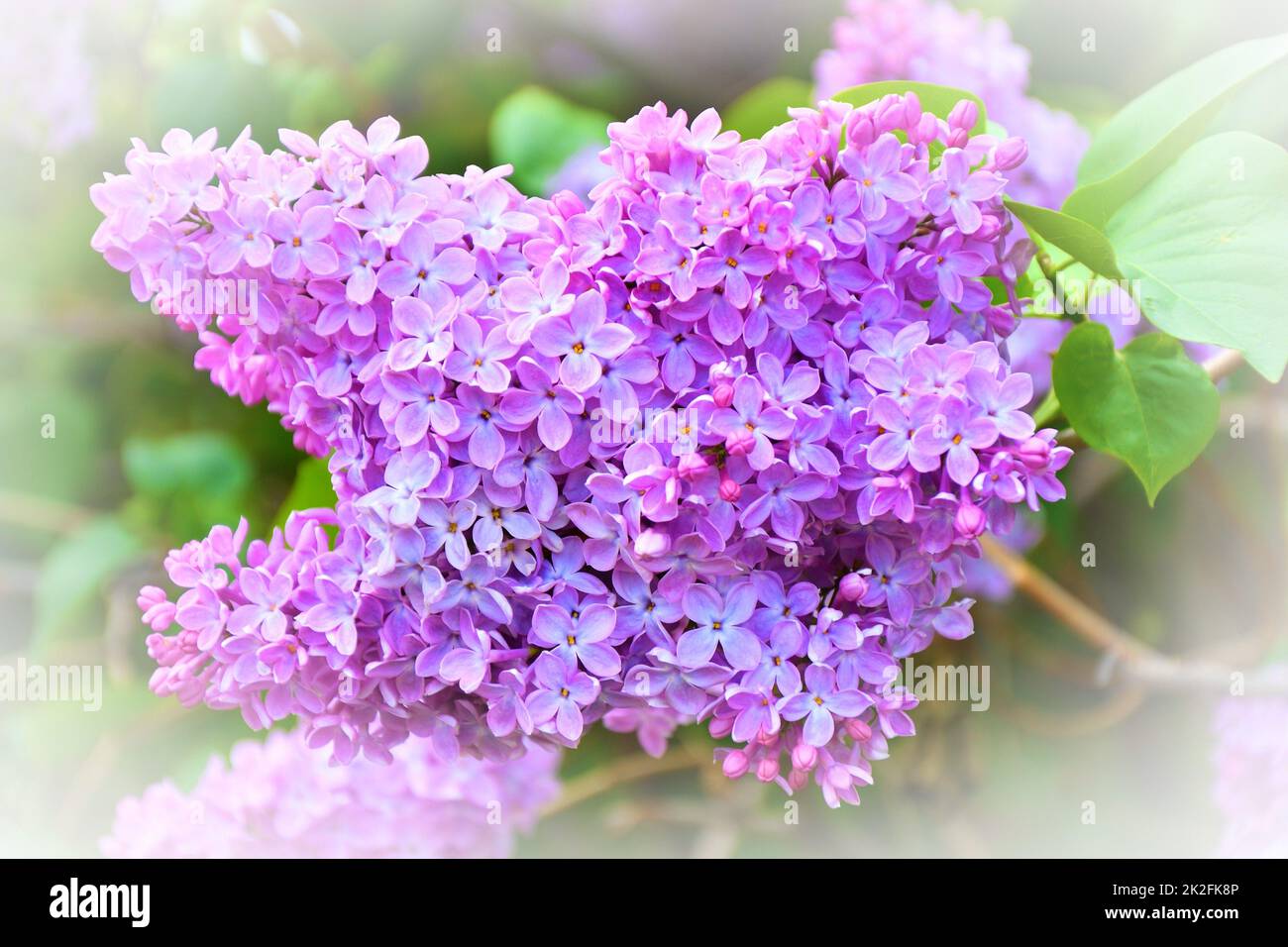 Fleurs de lilas ordinaire (Latin Syringa vulgaris) de couleur lilas Banque D'Images