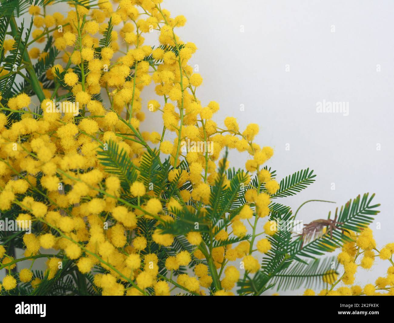 mimosa sc. Nom Acacia dealbata fleur jaune Banque D'Images