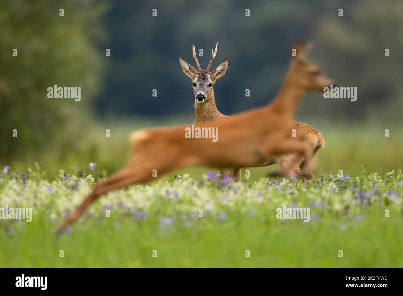 Cerf de Virginie cherchant à sauter doe devant lui sur la prairie. Banque D'Images