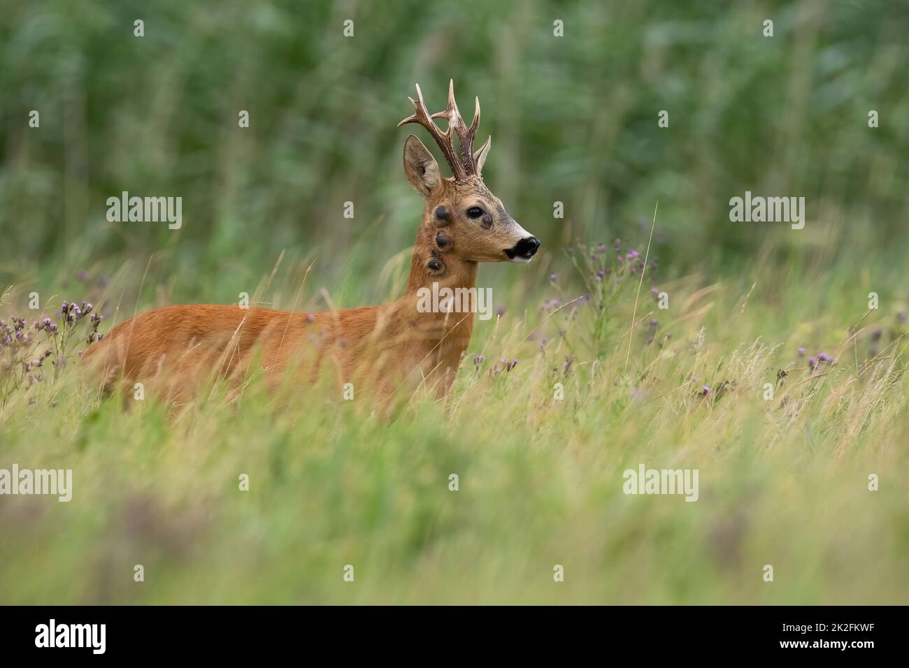 Cerf de Virginie avec fibropapilomatose debout sur la prairie en été Banque D'Images