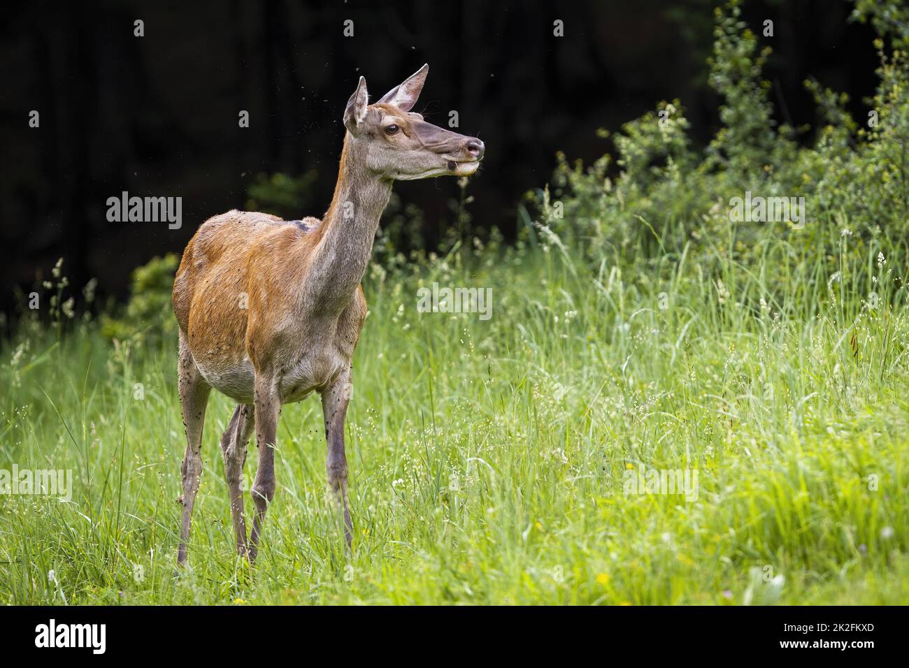 Au printemps, une femelle de cerf rouge se promenant dans une longue herbe Banque D'Images