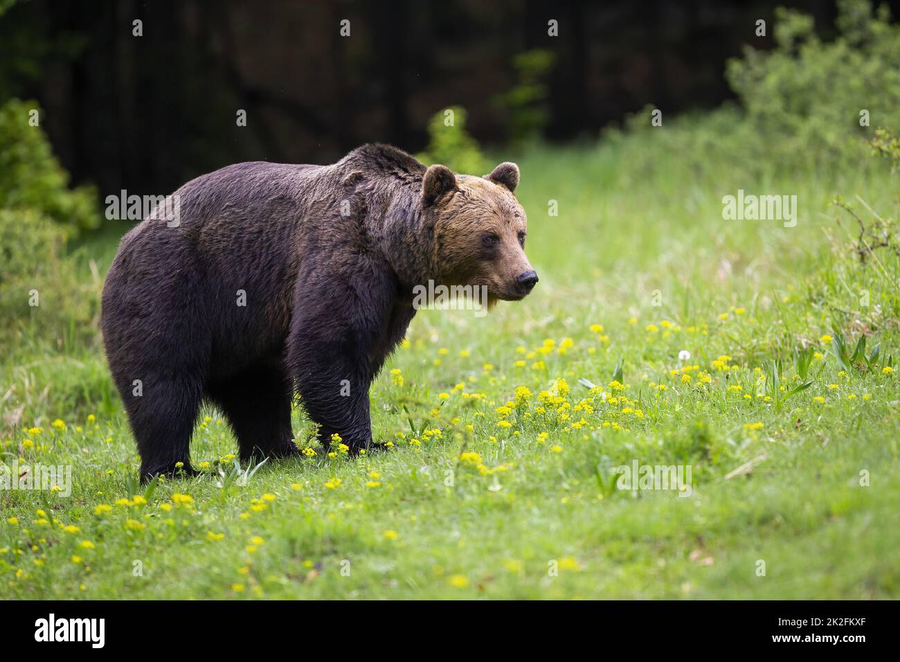 Grand ours brun debout sur des fleurs sauvages au printemps Banque D'Images