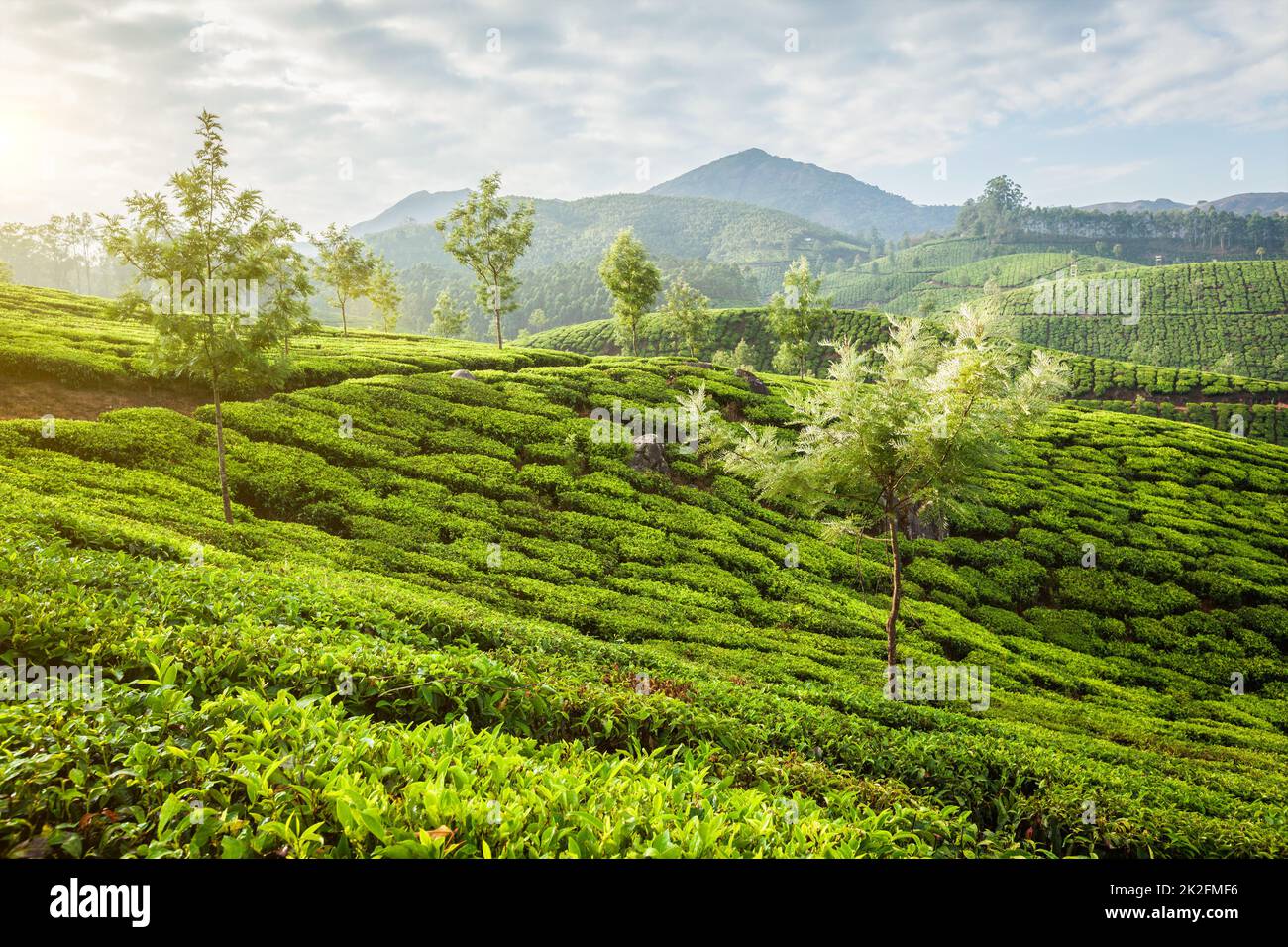 Les plantations de thé vert à Munnar sur sunrise, Kerala, Inde Banque D'Images