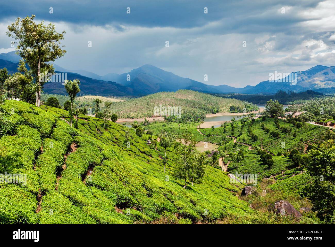 Les plantations de thé dans les montagnes Banque D'Images