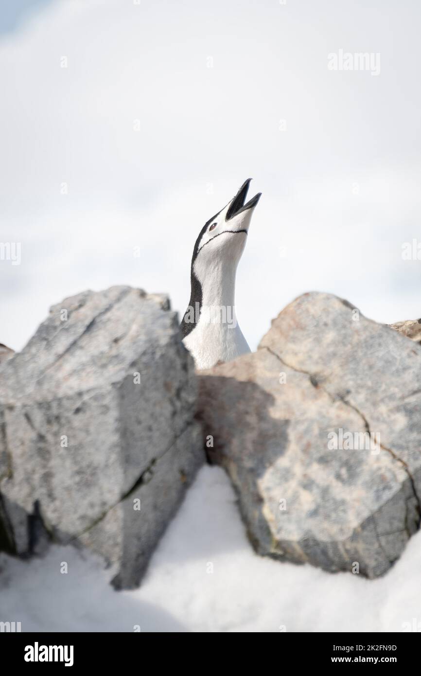 Collier de pingouin se délassant dans le ciel derrière les rochers Banque D'Images