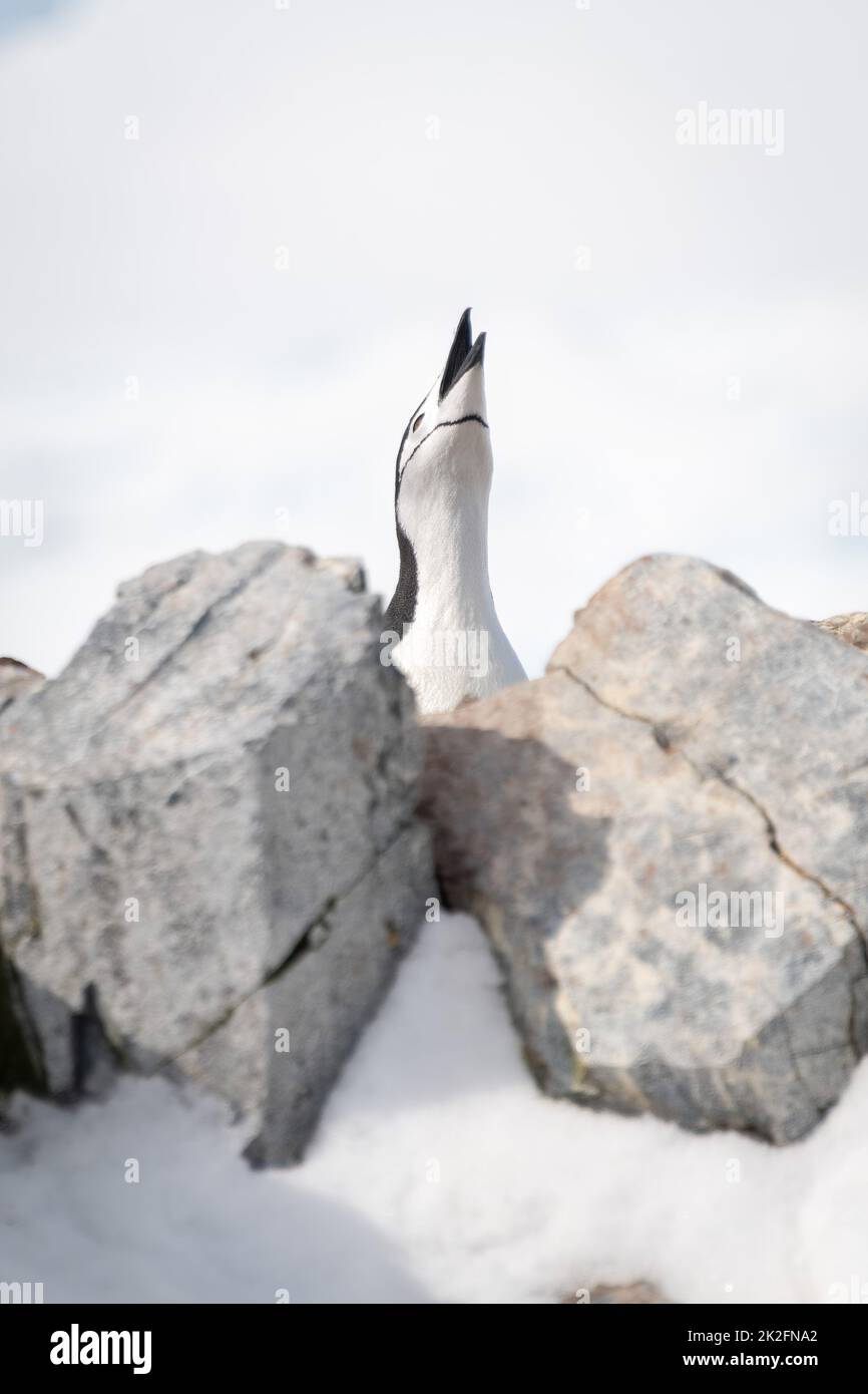 Le collier de pingouins s'affaissement dans le ciel derrière les rochers Banque D'Images
