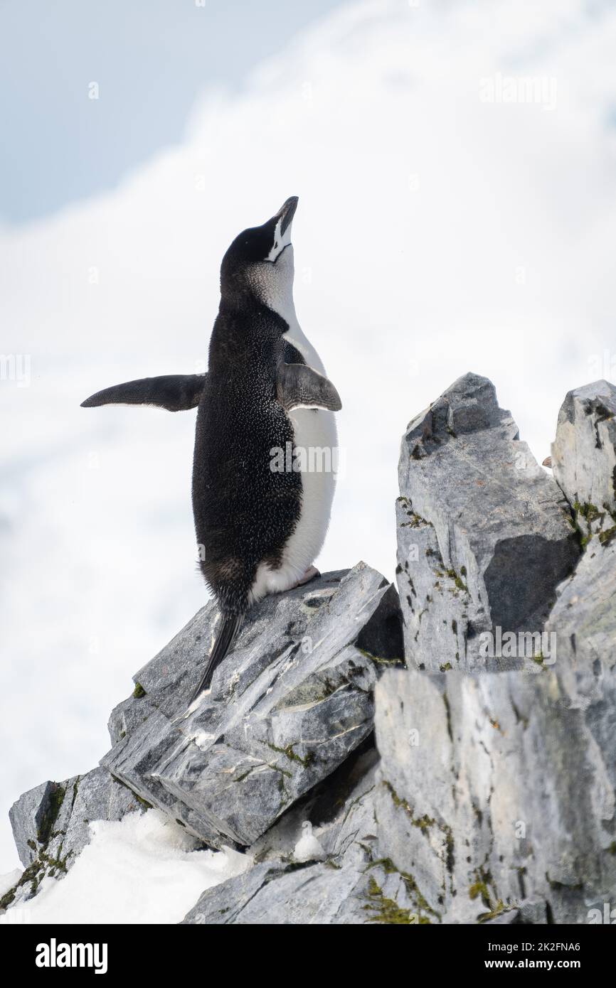 Pingouin à collier perché sur des palmes de roche Banque D'Images