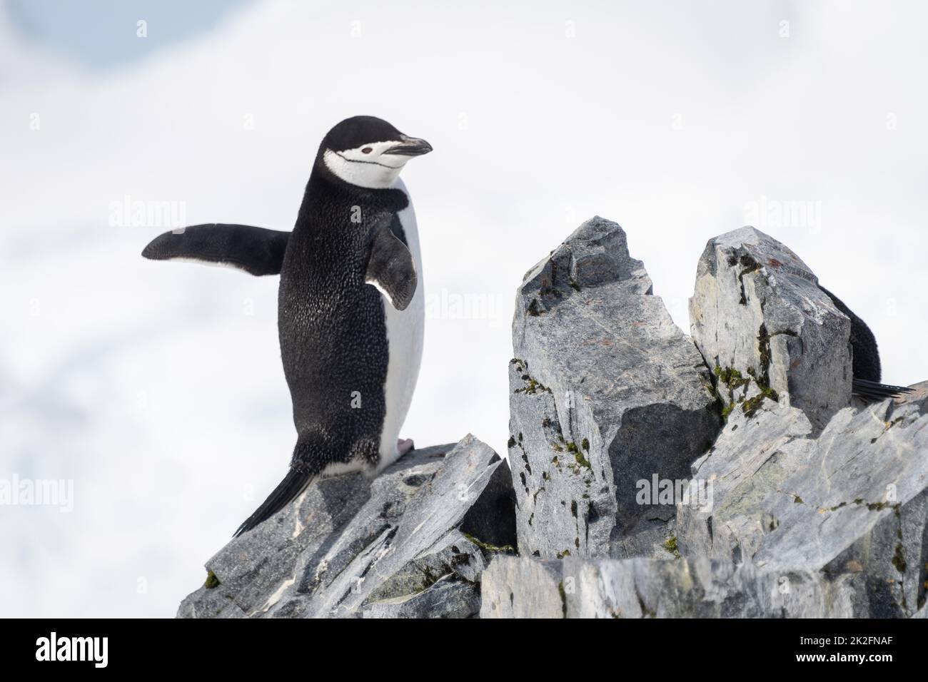 Pingouin jugulaire perché sur des rochers qui s'étirent sur des palmes Banque D'Images