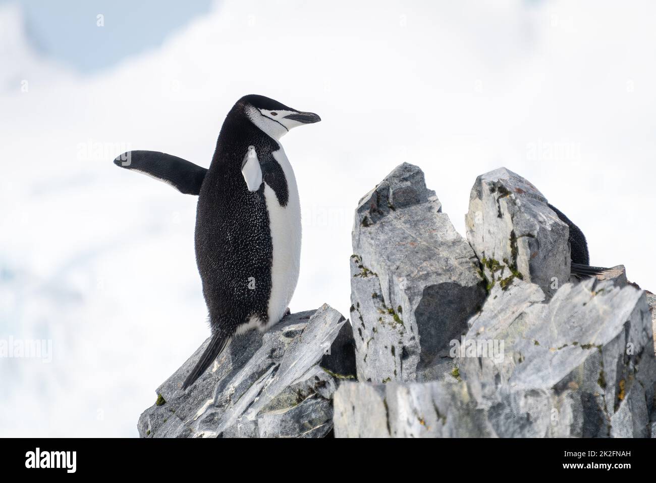 Pingouin à collier perché sur des rochers qui agrègent des palmes Banque D'Images