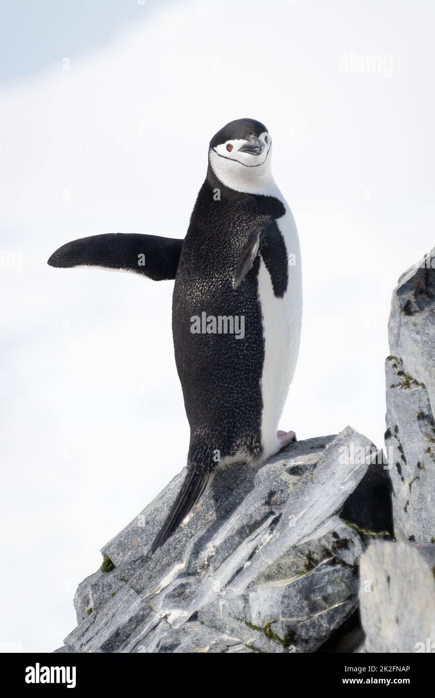 Le pingouin collier se dresse sur des rochers qui agrègent des palmes Banque D'Images