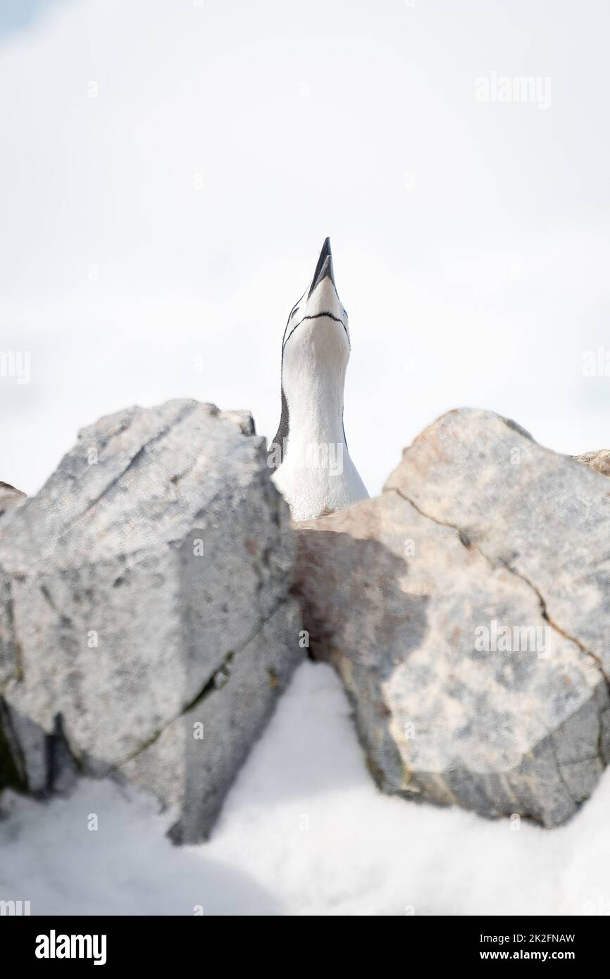 Le pingouin de la mentonnière se trouve dans le ciel, derrière les rochers Banque D'Images