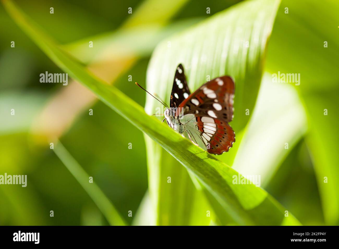Papillon amiral blanc (limenitis arthemis) sur une feuille verte Banque D'Images